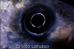 Fishs - Mugil cephalus by Vito Lorusso 